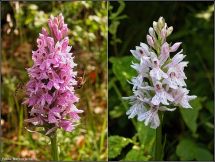 6 Orchideen im NSG